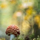 Amanita muscaria