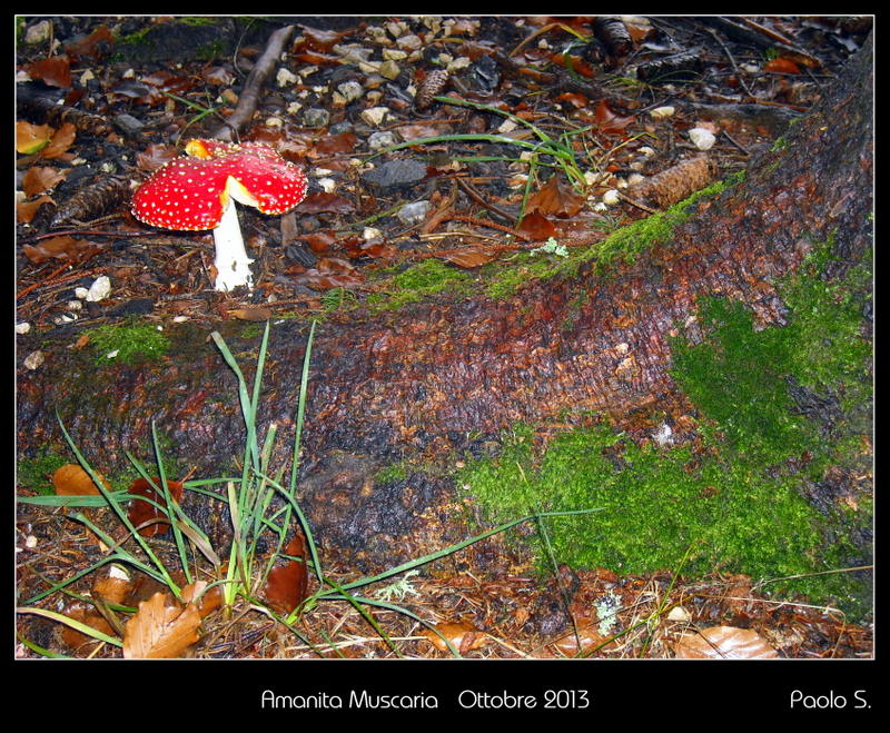 AMANITA MUSCARIA 2013