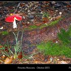 AMANITA MUSCARIA 2013