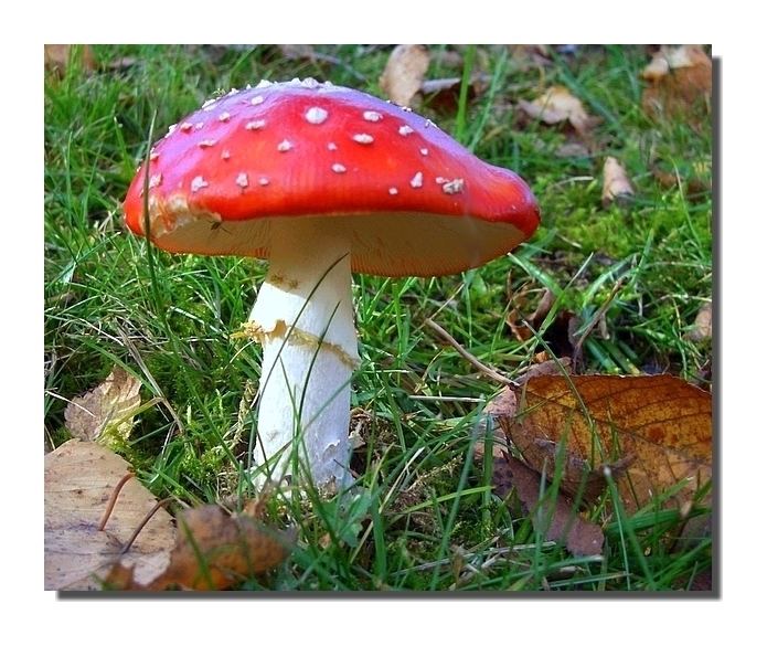 Amanita muscaria