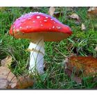 Amanita muscaria