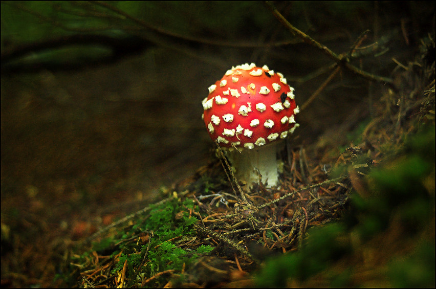 Amanita Muscaria