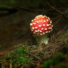 Amanita Muscaria