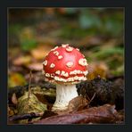 Amanita Muscaria