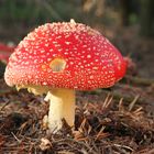 Amanita Muscaria