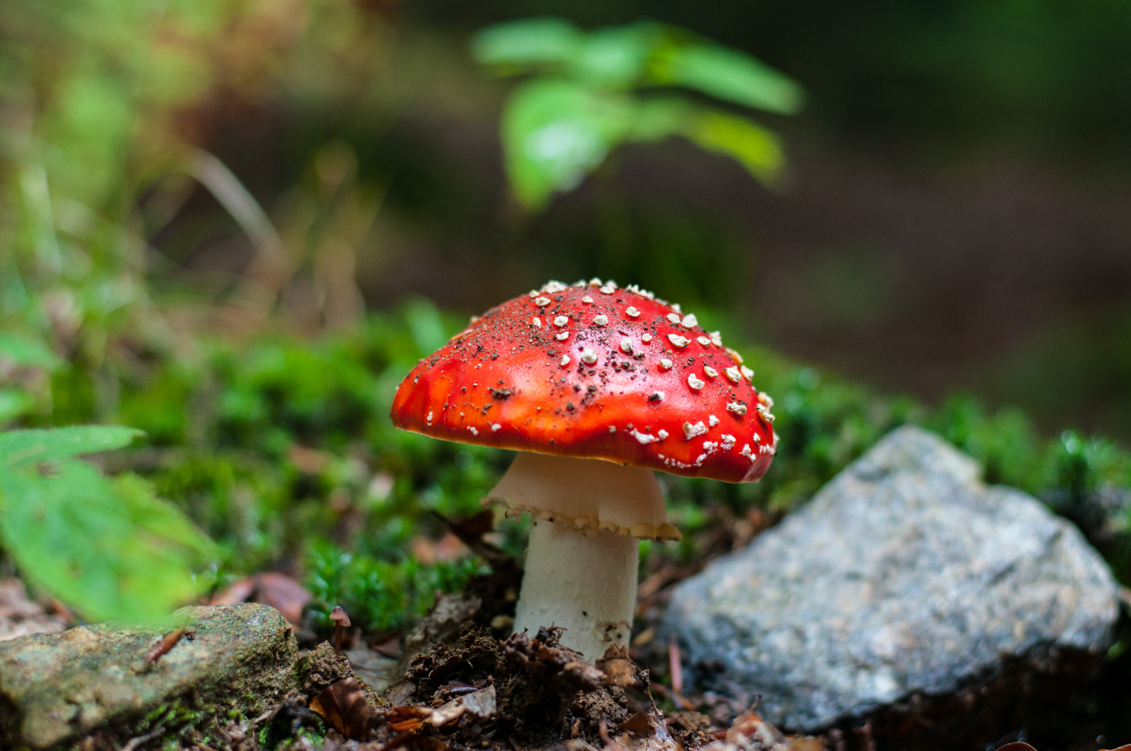 Amanita muscaria