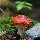 Amanita muscaria