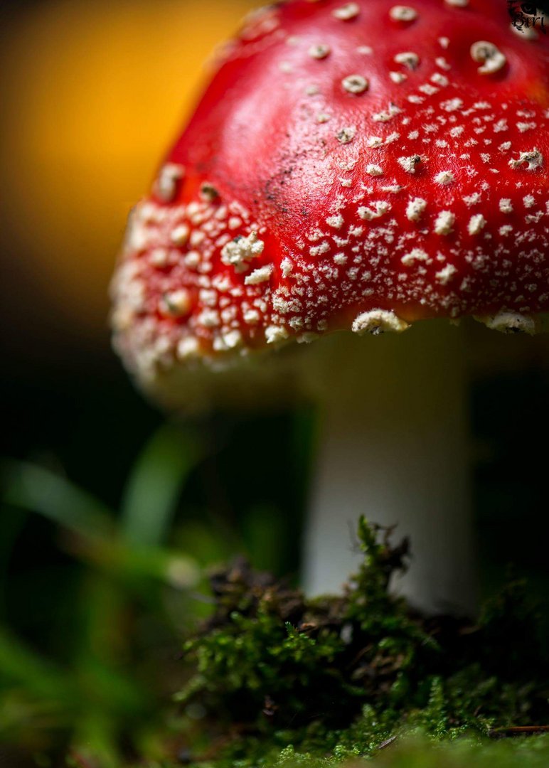 Amanita Muscaria