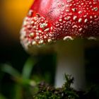 Amanita Muscaria