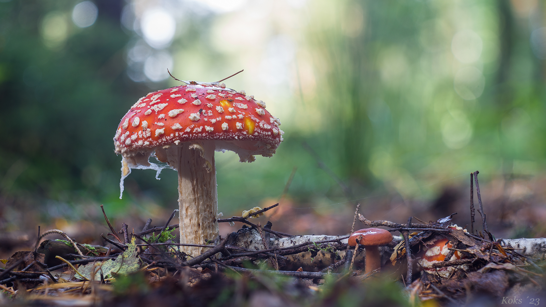 Amanita muscaria