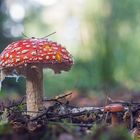 Amanita muscaria