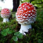 Amanita Muscaria