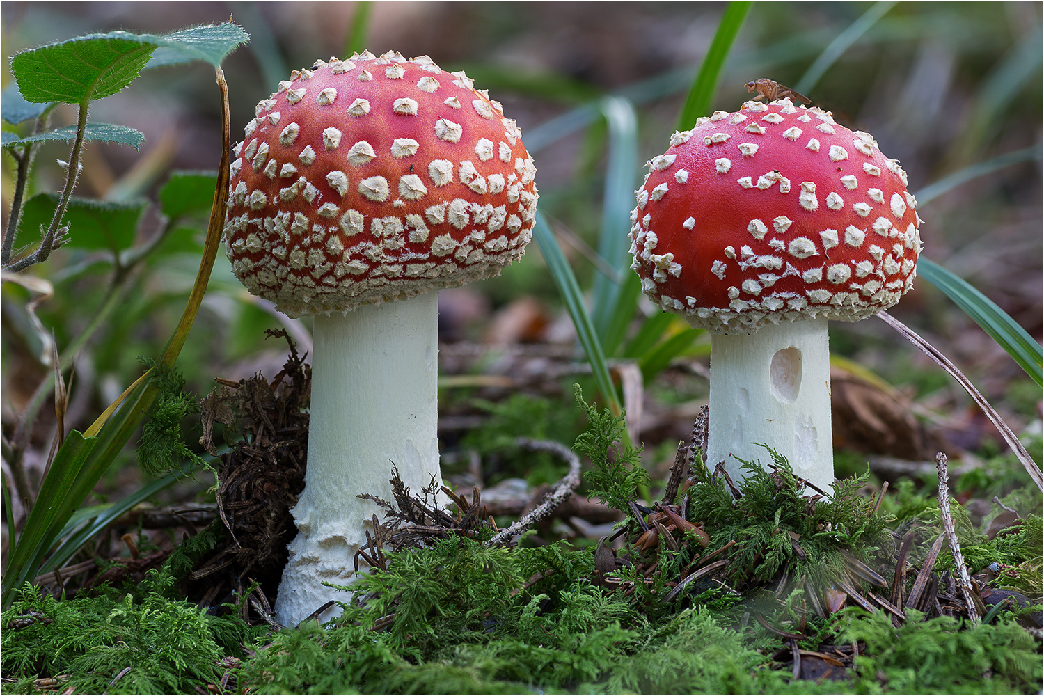 AMANITA MUSCARIA