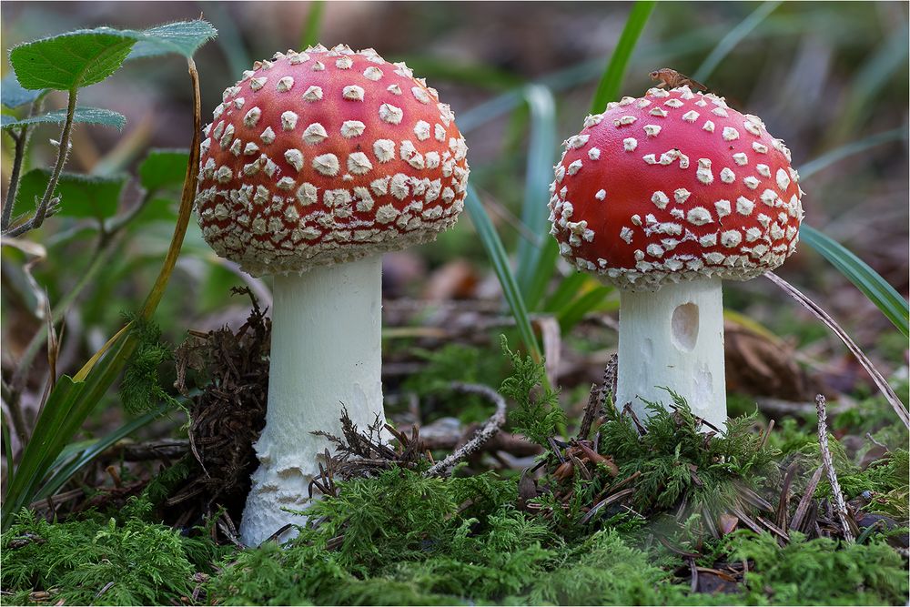 AMANITA MUSCARIA