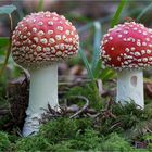 AMANITA MUSCARIA