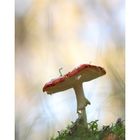 Amanita muscaria