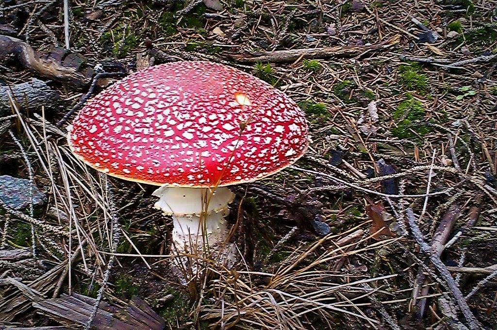 Amanita muscaria