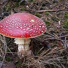 Amanita muscaria