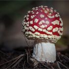 Amanita muscaria...