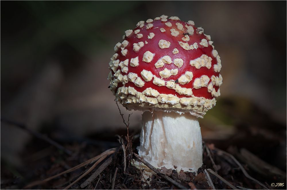 Amanita muscaria...