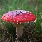 Amanita muscaria....