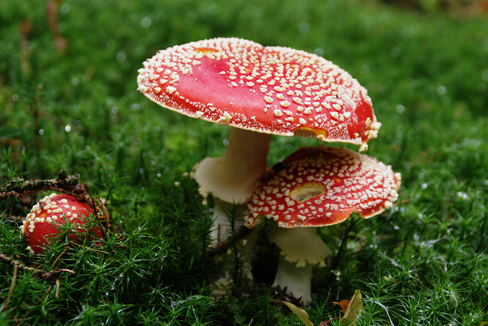 Amanita muscaria