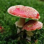 Amanita muscaria