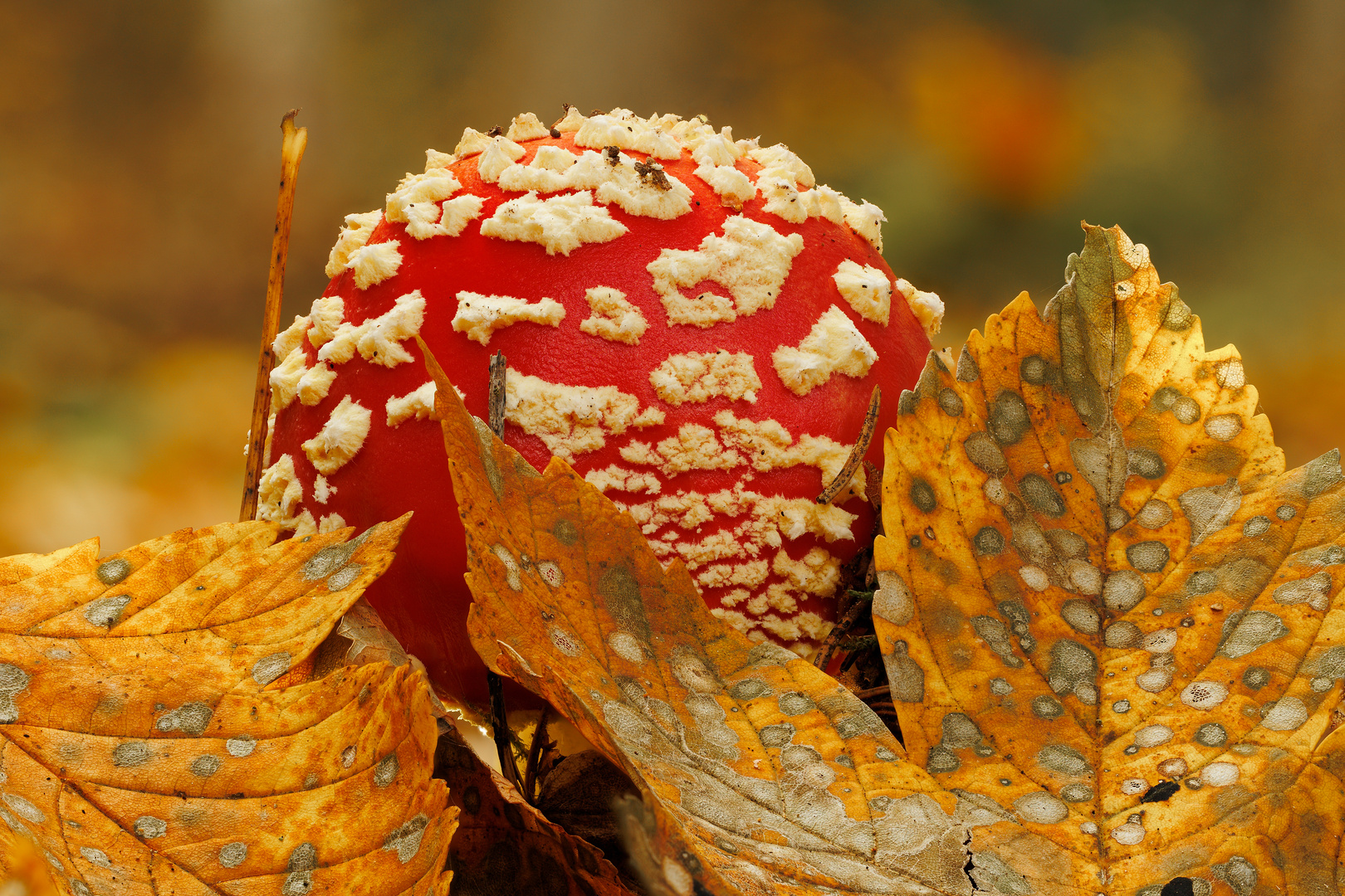 Amanita Muscaria