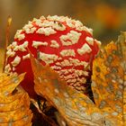 Amanita Muscaria