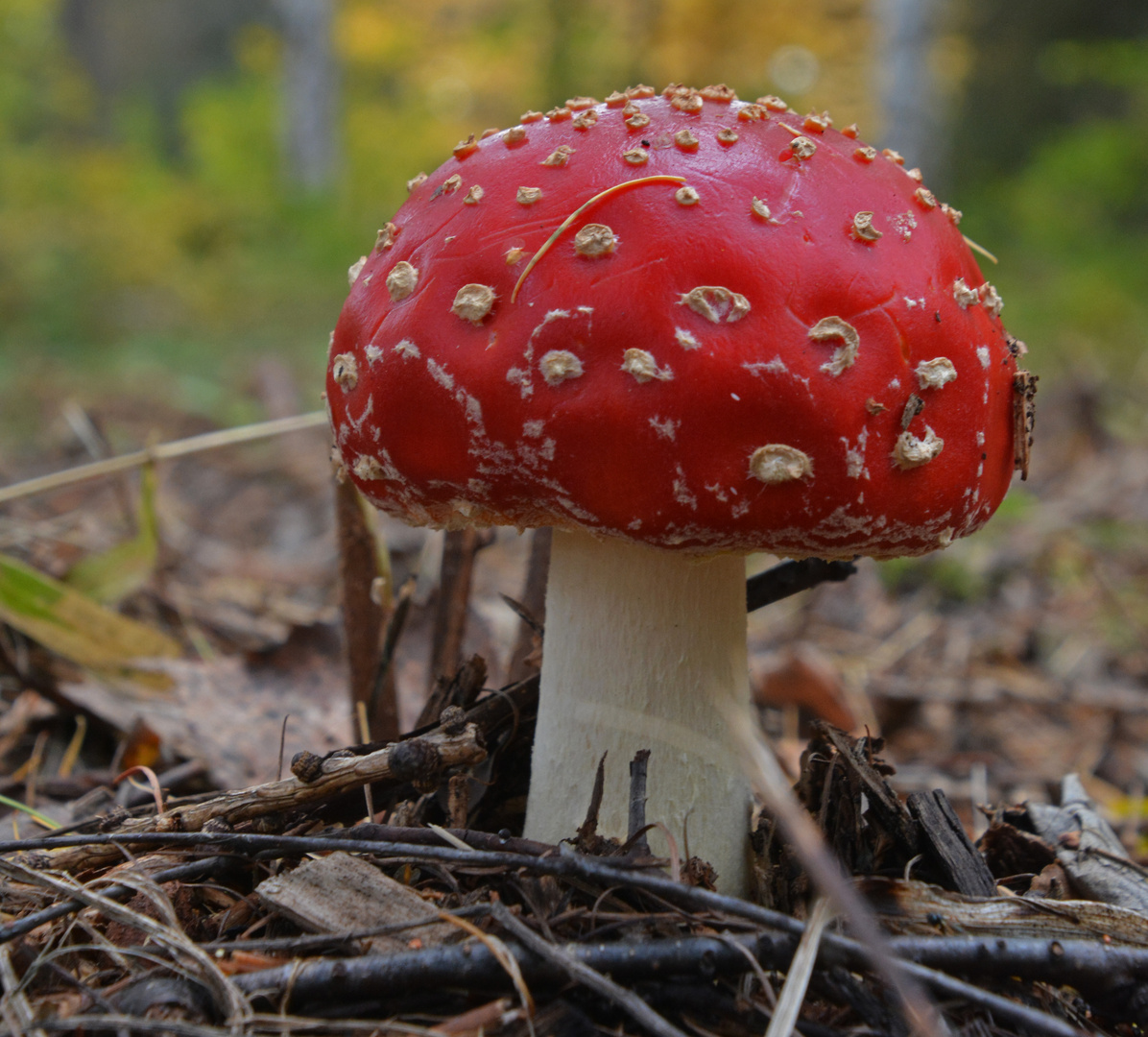 Amanita muscaria