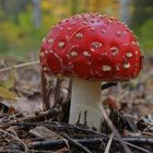 Amanita muscaria