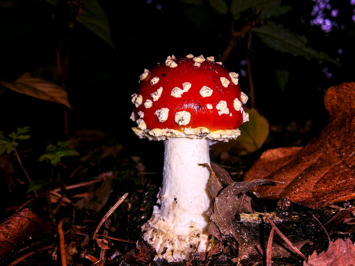 Amanita muscaria