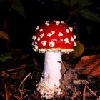 Amanita muscaria