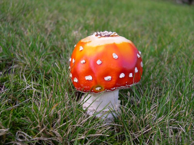 Amanita muscaria