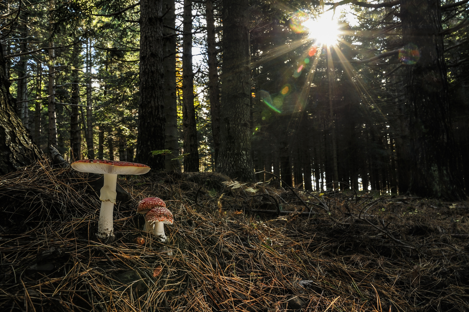 Amanita Muscaria