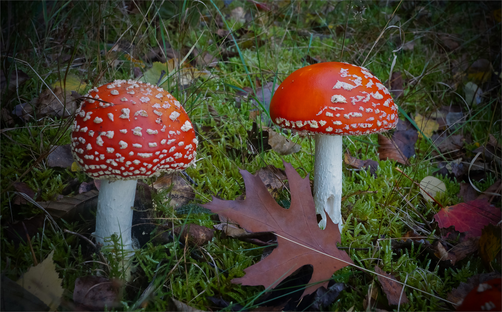 Amanita Muscaria