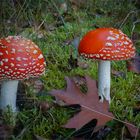 Amanita Muscaria