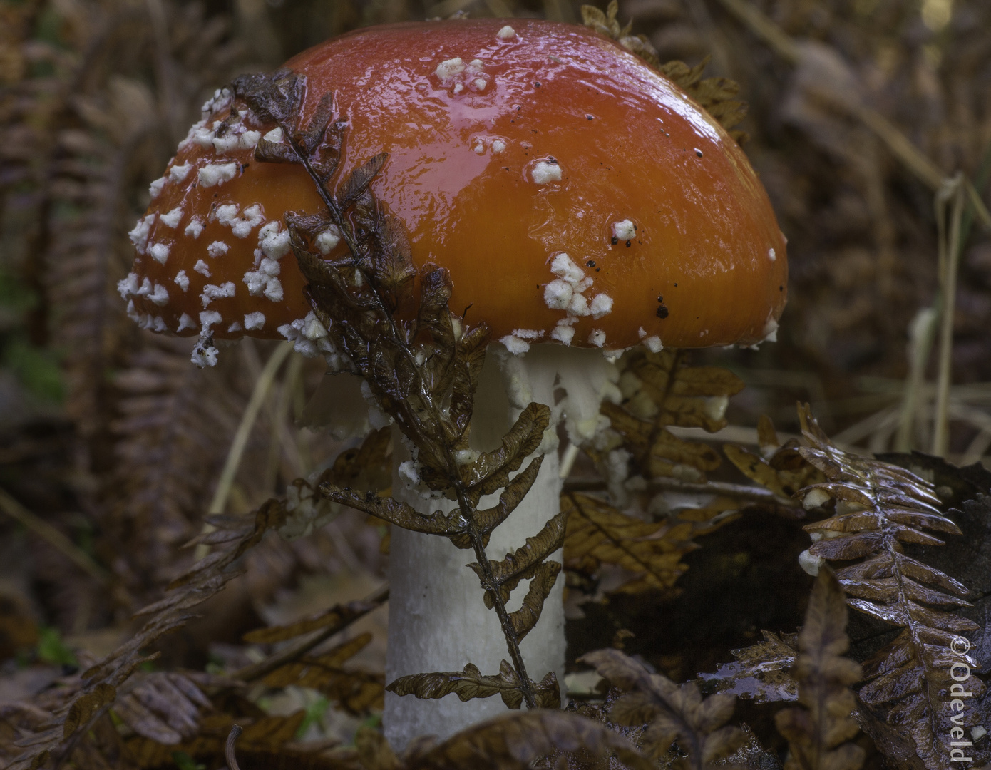 Amanita muscaria.