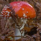 Amanita muscaria.