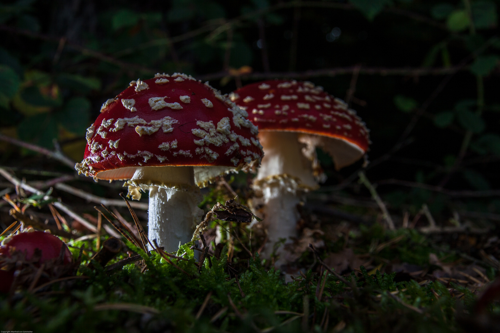 Amanita Muscaria