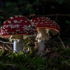 Amanita Muscaria