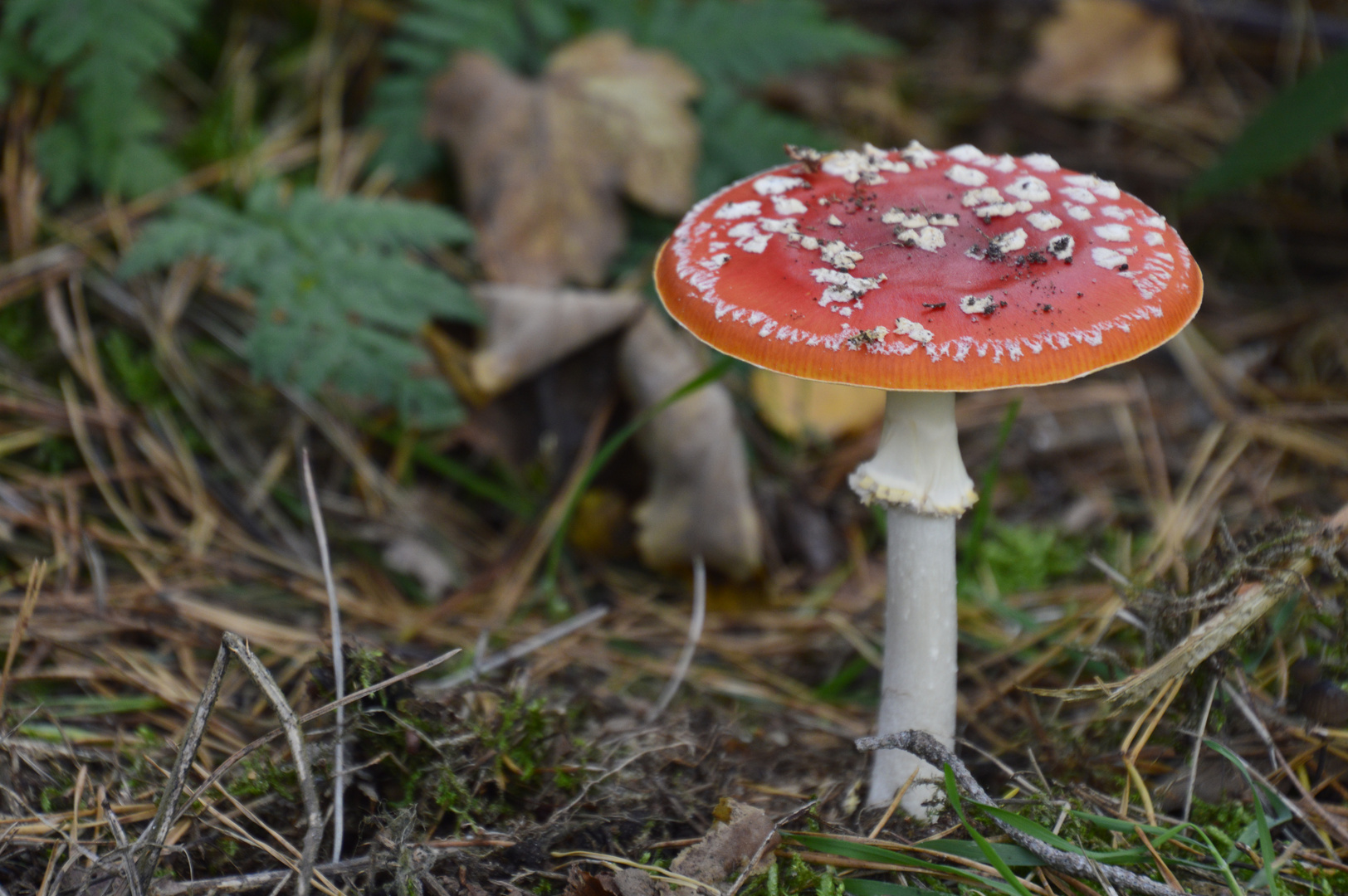 Amanita muscaria