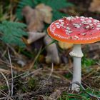 Amanita muscaria