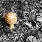 Amanita muscaria