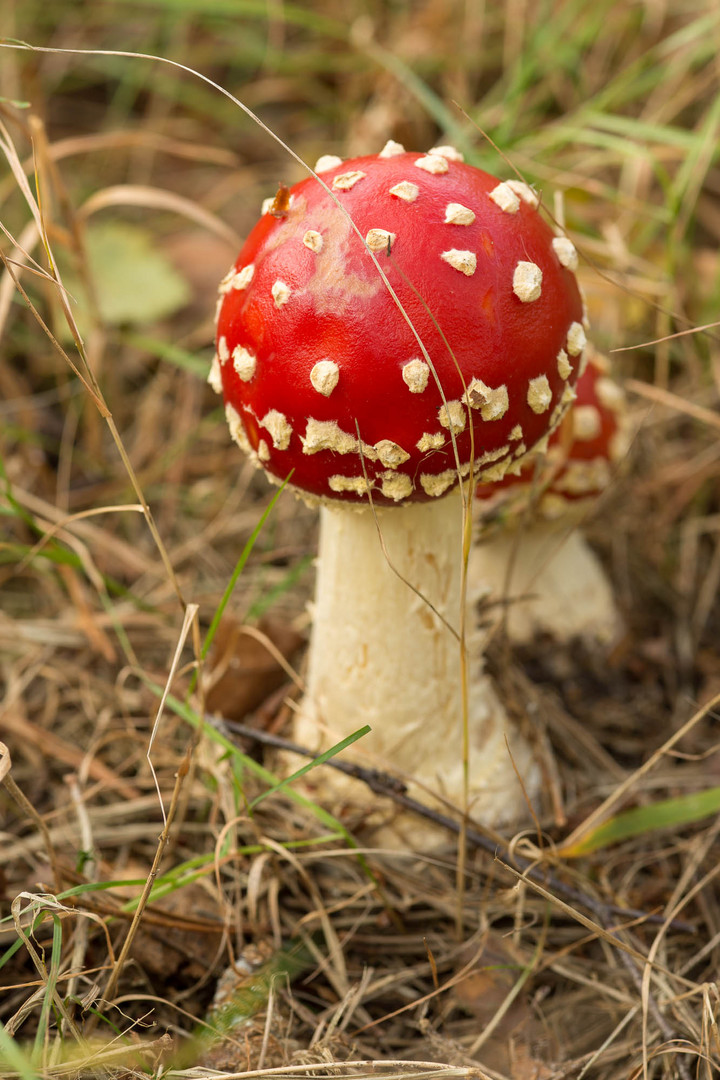 amanita muscaria