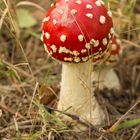 amanita muscaria