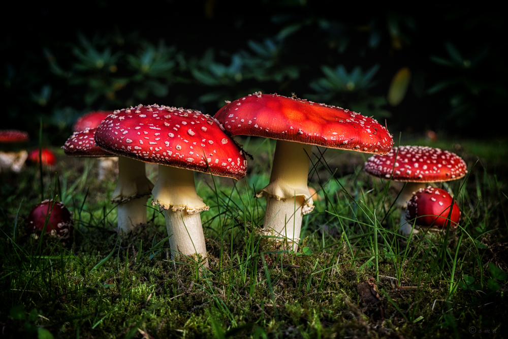 Amanita muscaria