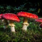 Amanita muscaria