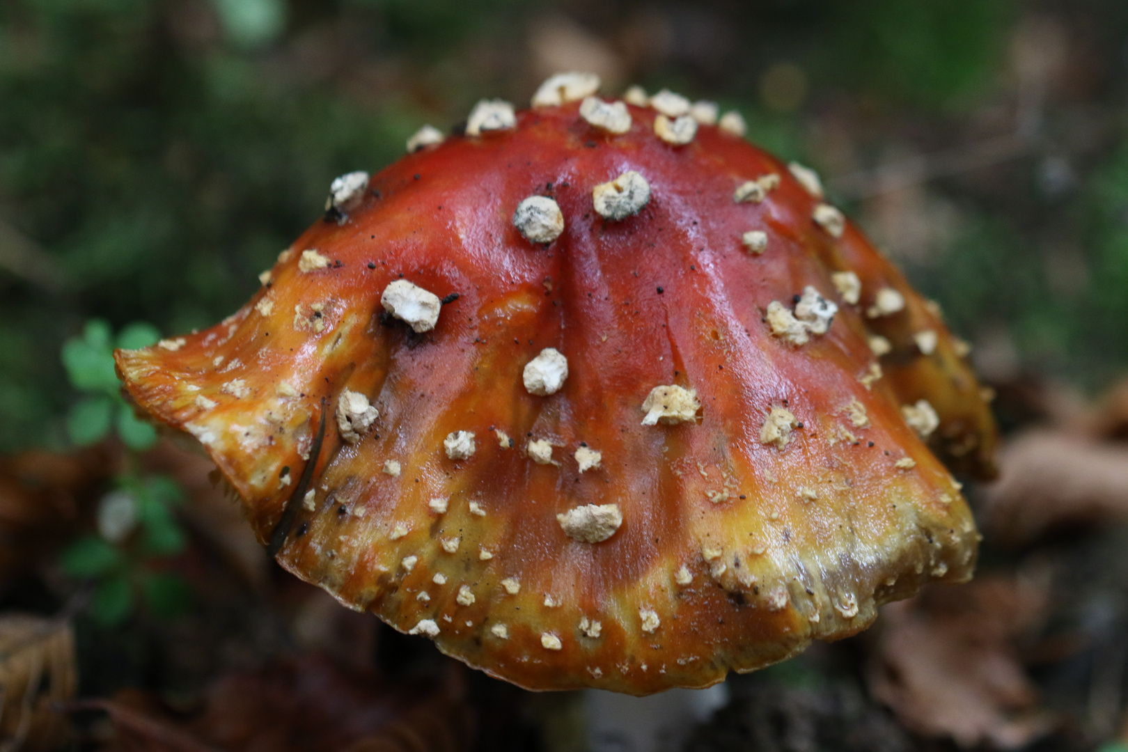 Amanita muscaria