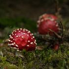 Amanita muscaria